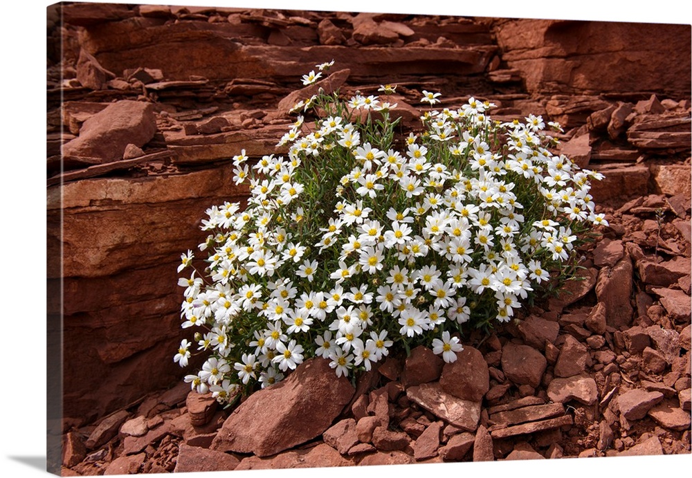 Photograph of a daises growing out of the rocky desert.