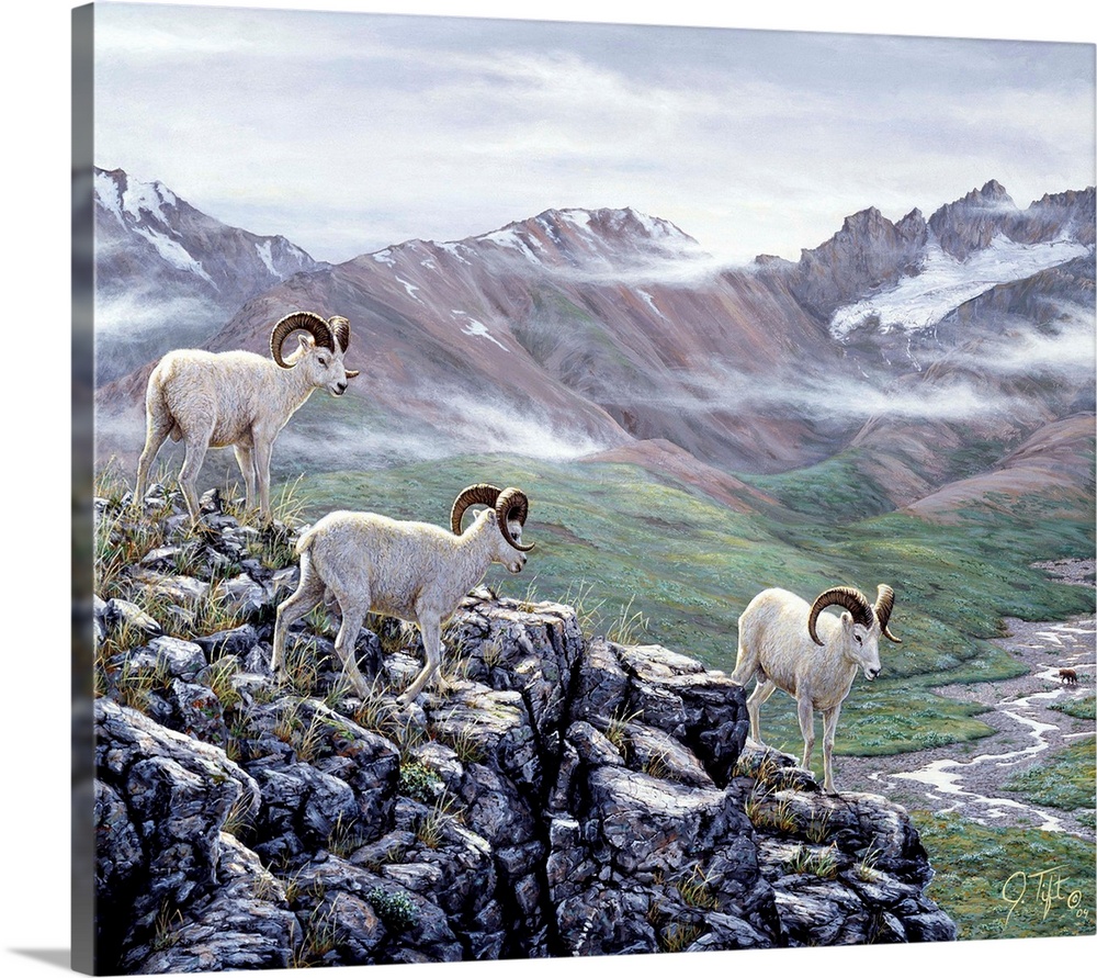 big horn sheep, mountain rock