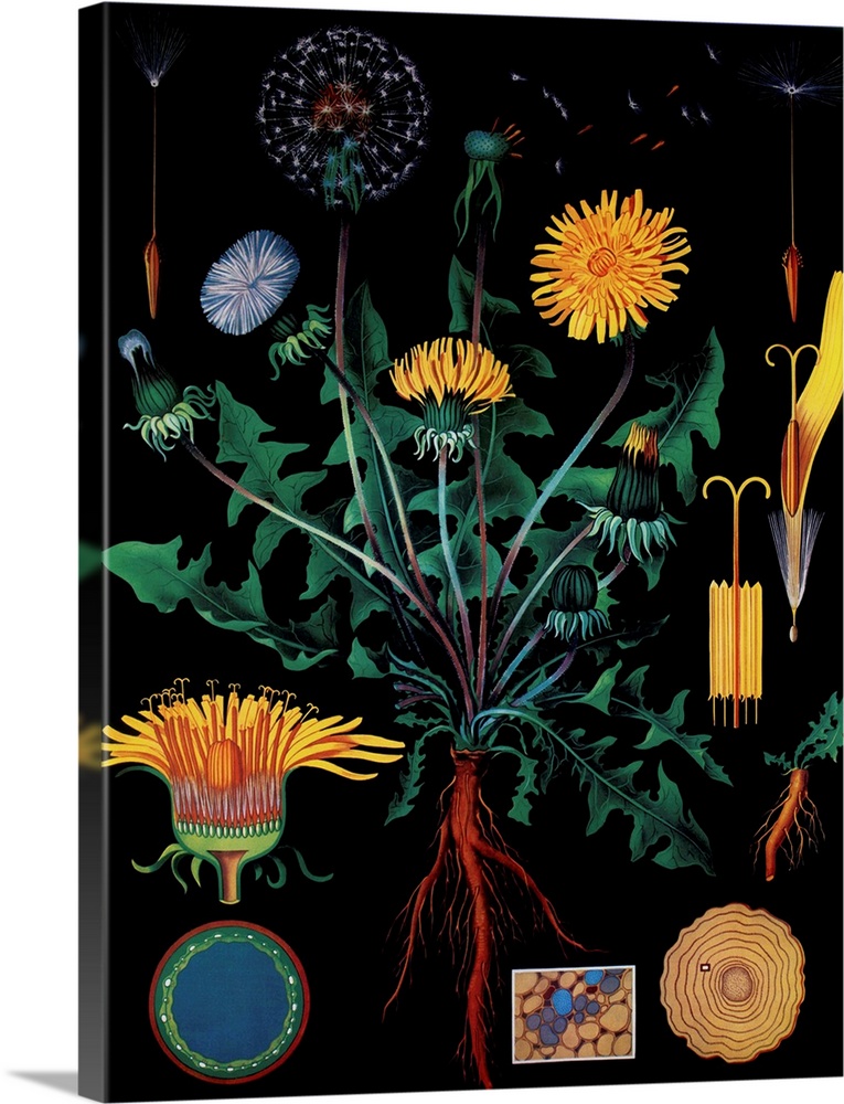 Dandelion - Botanical Illustration