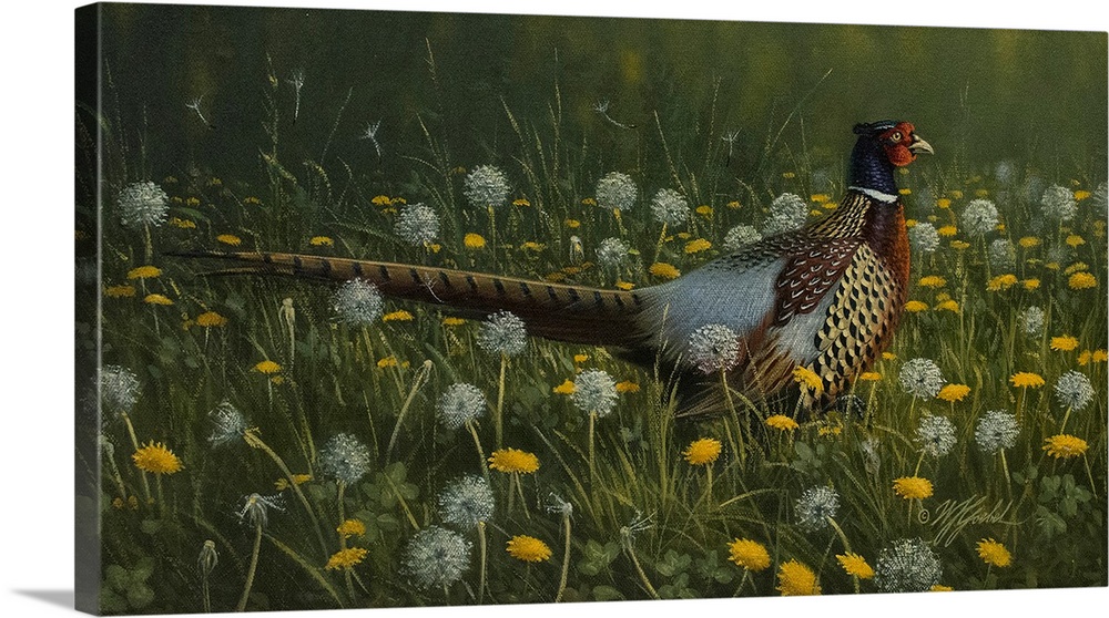 Dandy Rooster (Formosan Ring-Necked Pheasant)