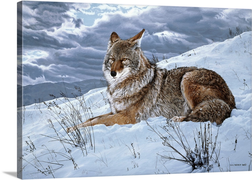 A coyote rests on a snowy hillside.