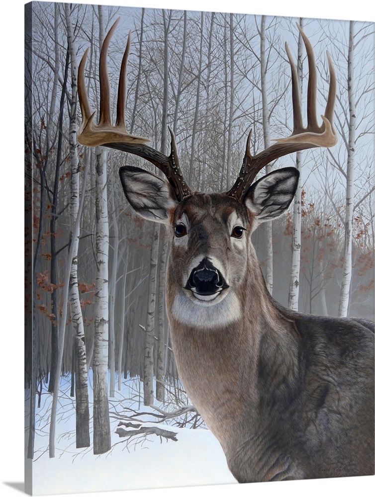 Portrait of a deer with eight-point antlers.