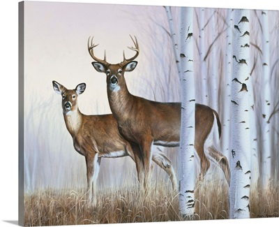 Deer In Birch Woods