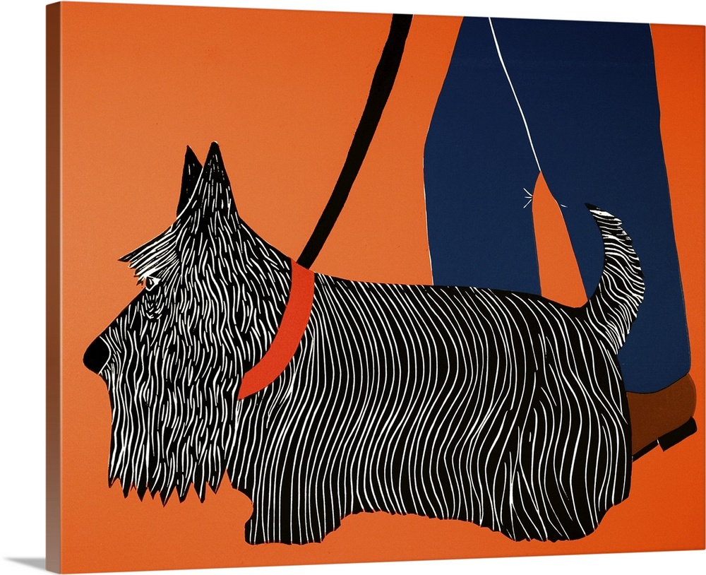 Illustration of a Scottish terrier heeling next to its owner while on a walk.