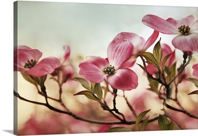 Dogwood Dreams