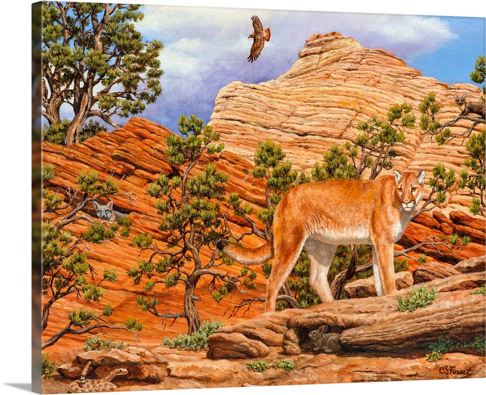 Hawk, coyote hiding and lion on rocks, dessert