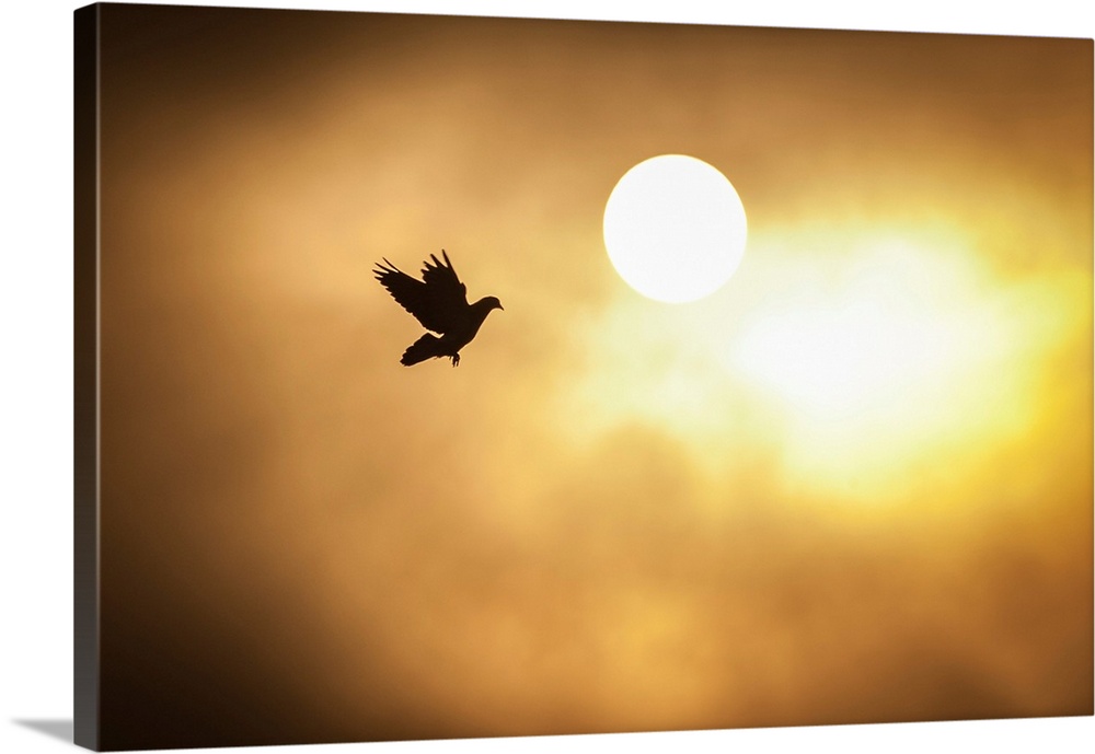 Warm silhouette photograph of a bird mid-flight with the sun in the background.