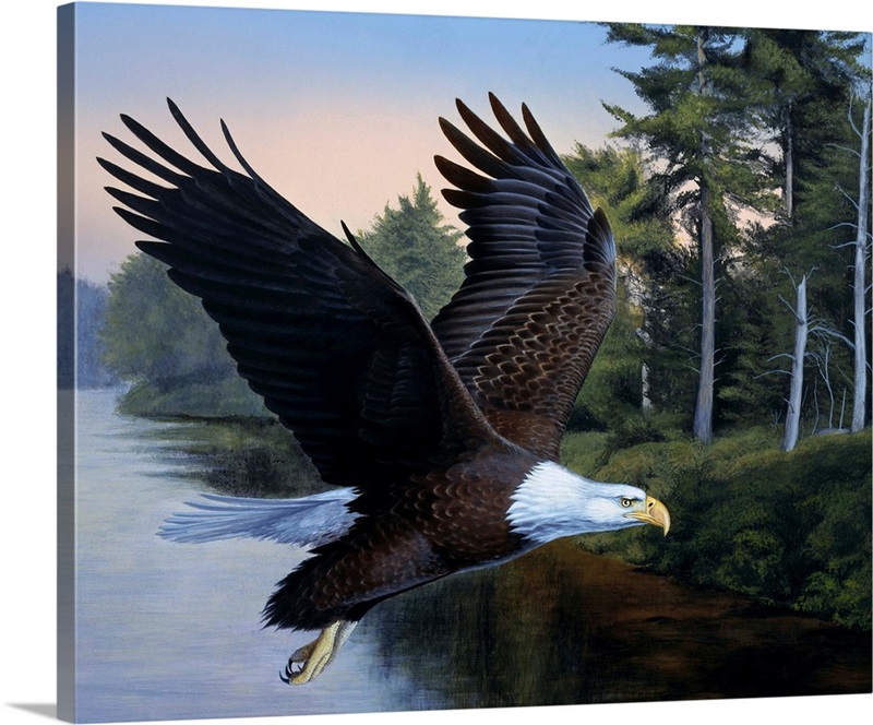 Eagle Soaring | Great Big Canvas