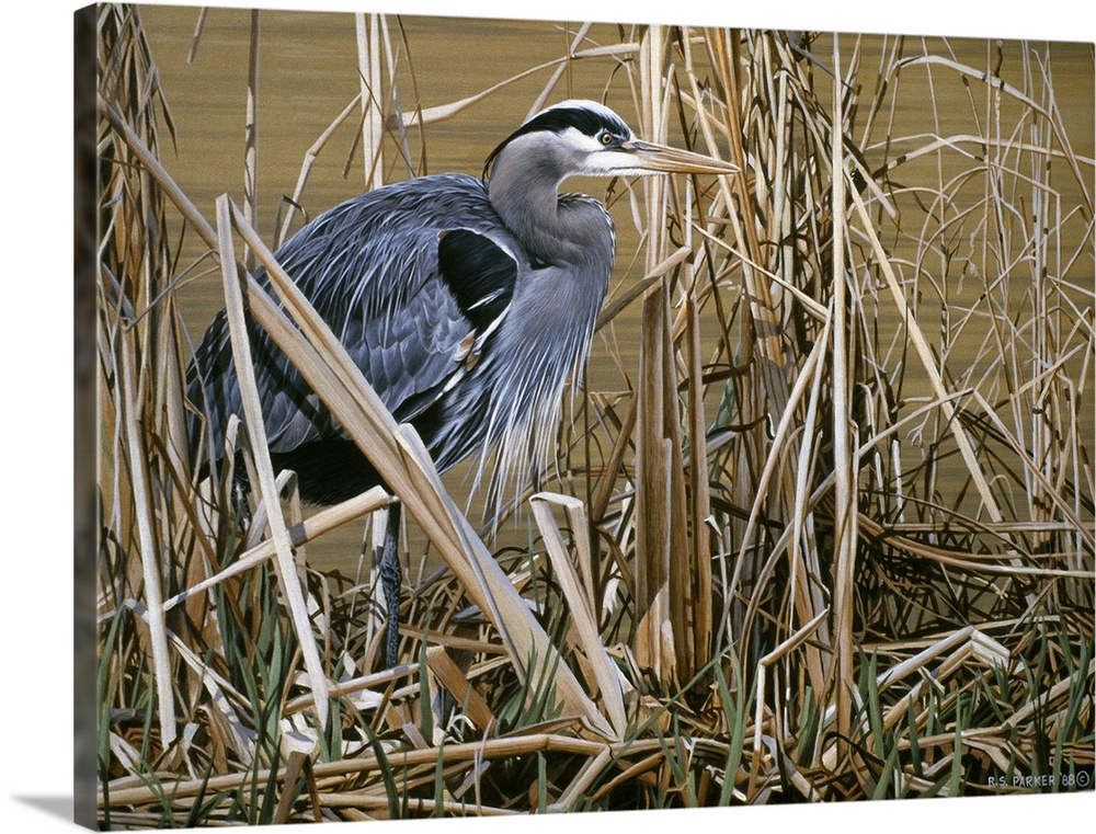 A blue heron stands in a group of tall grass and reeds at the edge of a swamp.