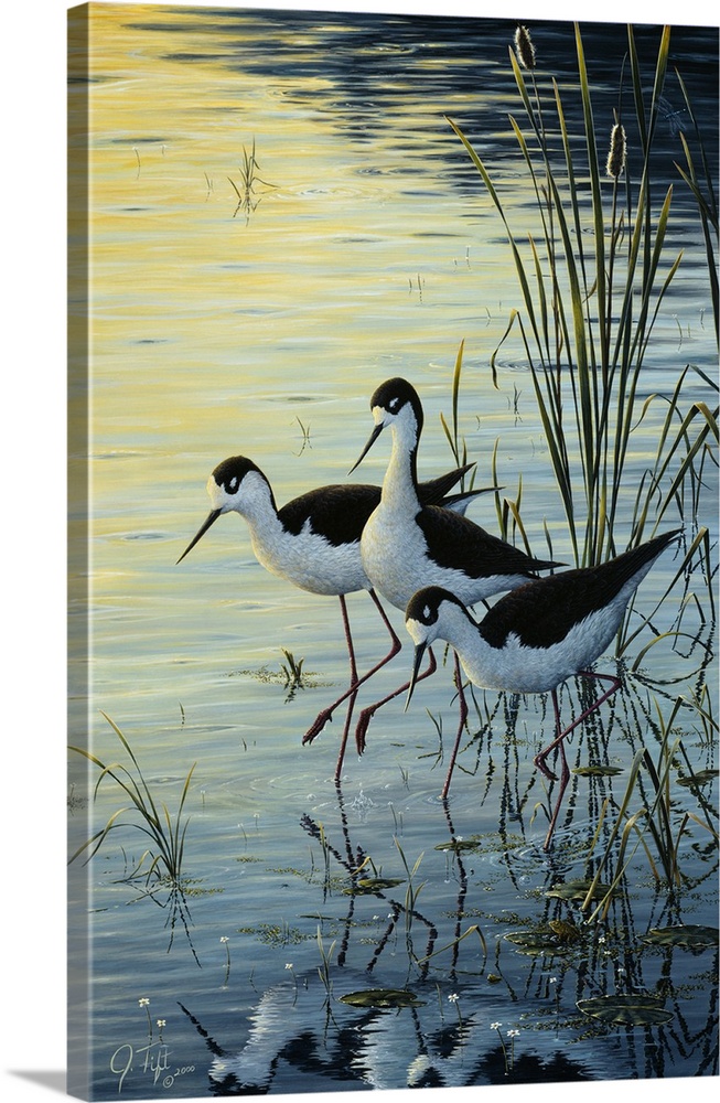 3 birds standing on a marsh