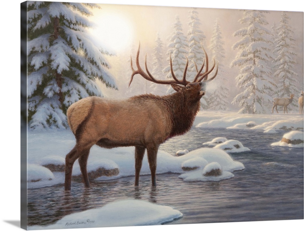 Contemporary painting of an elk bugling into the cold air.