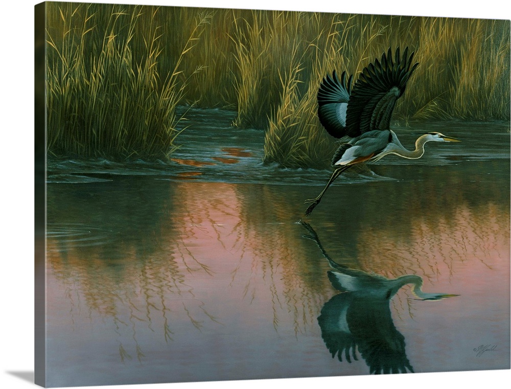 A great blue heron takes off from a swamp at dusk.