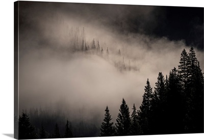 Evergreen Fog
