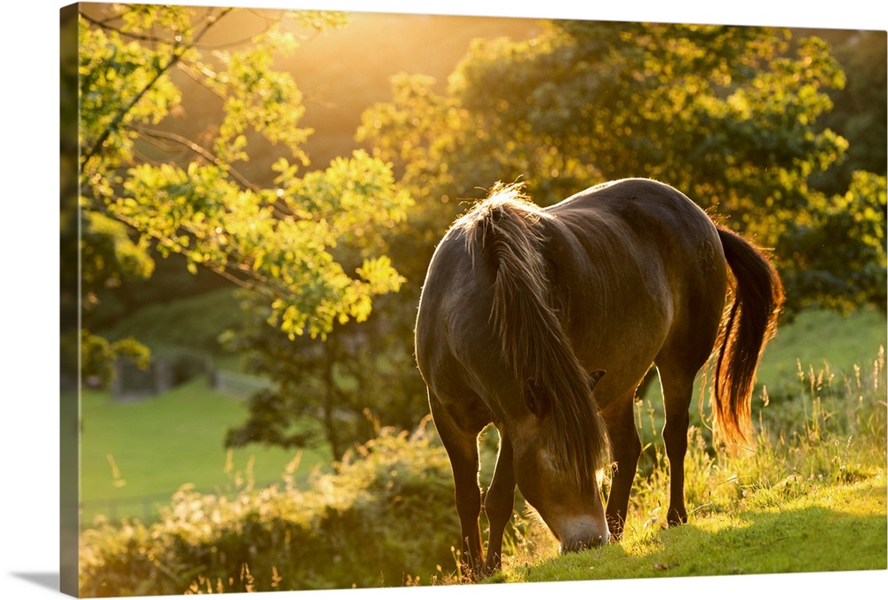 A pony grazing on a hill at sunset.