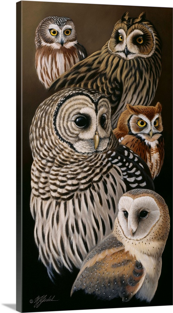 A collection of various species of owls.