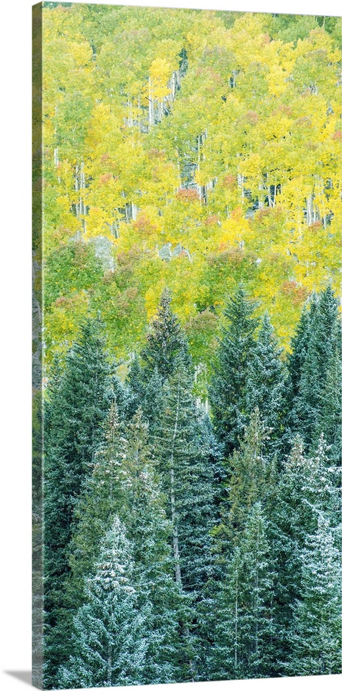 Landscape photograph of snow covered pine tree tops in Autumn.