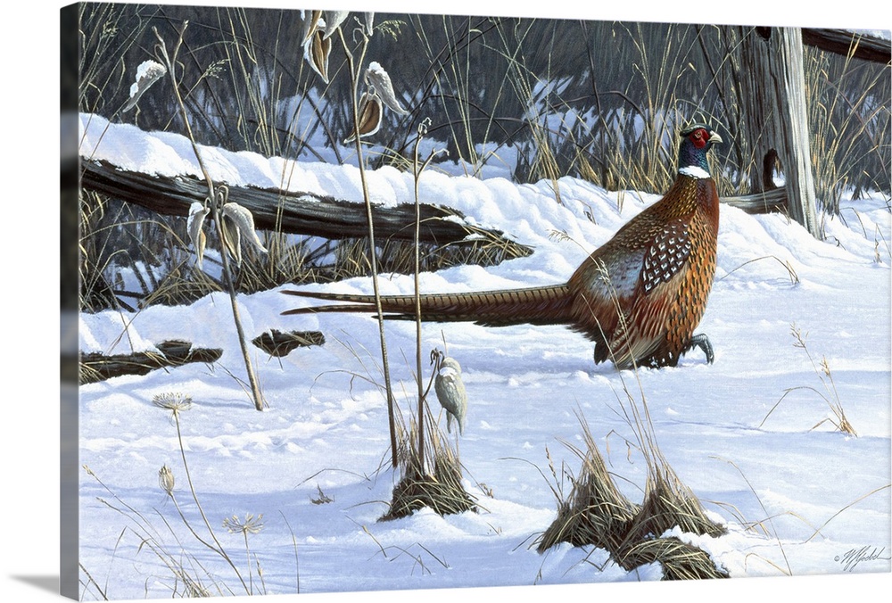 Ringneck pheasant walking through the snow.