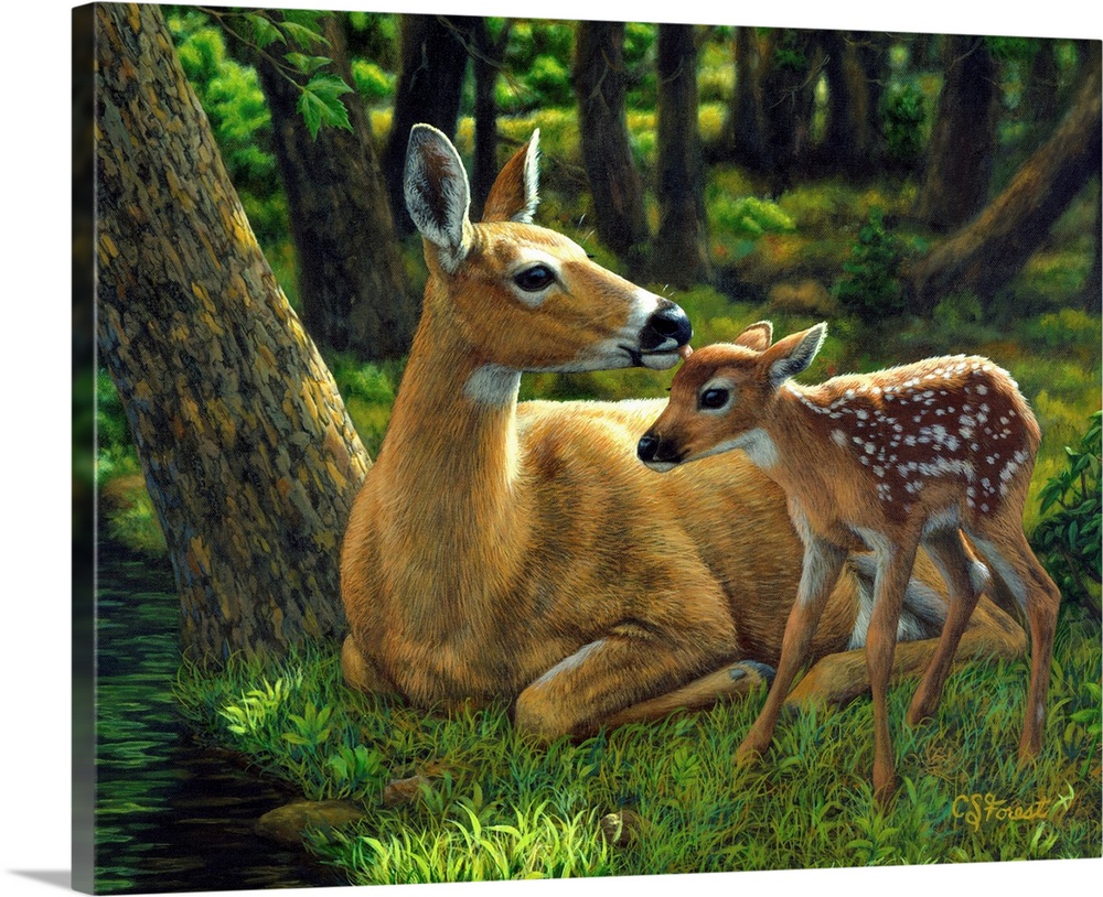 Mother and baby deerfawn doe