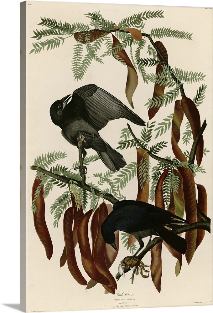 Audubon Birds, Fish Crow