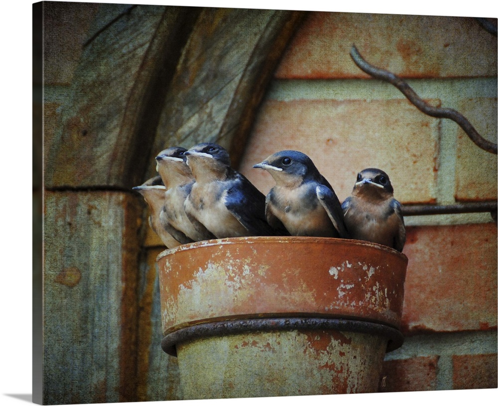 A family of baby Barn Swallows in a makeshift nest.