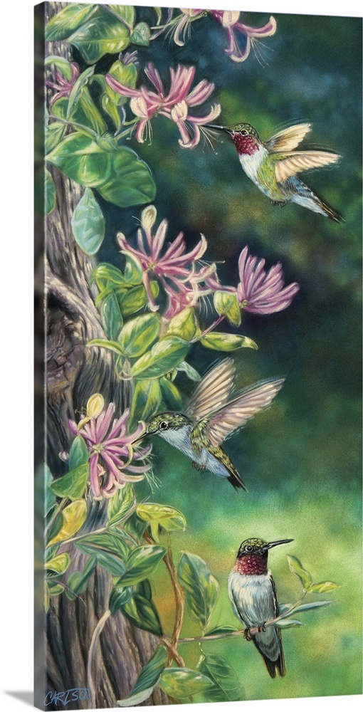 three hummingbirds