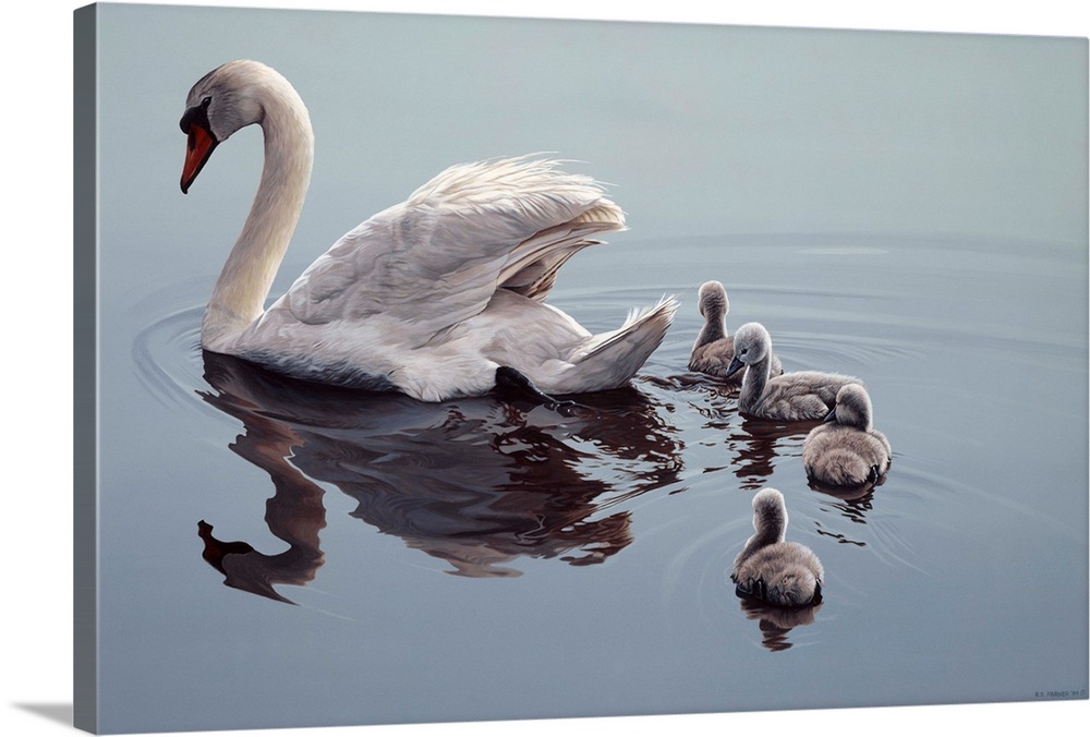 A swan and her four babies (cygnets) swimming.