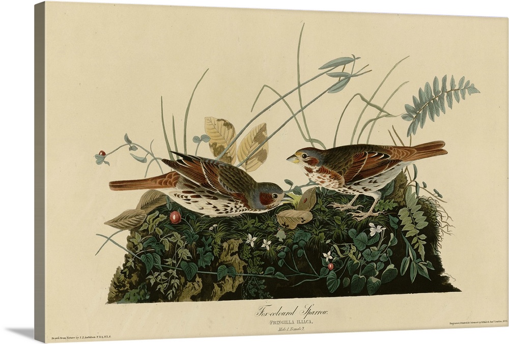 Audubon Birds, Fox Colored Sparrow