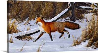 Fox Trot - Red Fox