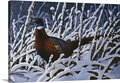 Fresh Snow - Ringneck Pheasant