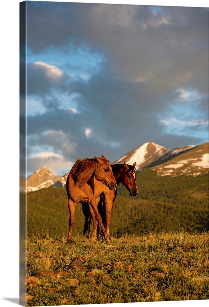 Wildlife photograph of two horses in a field with mountains in the background at golden hour.
