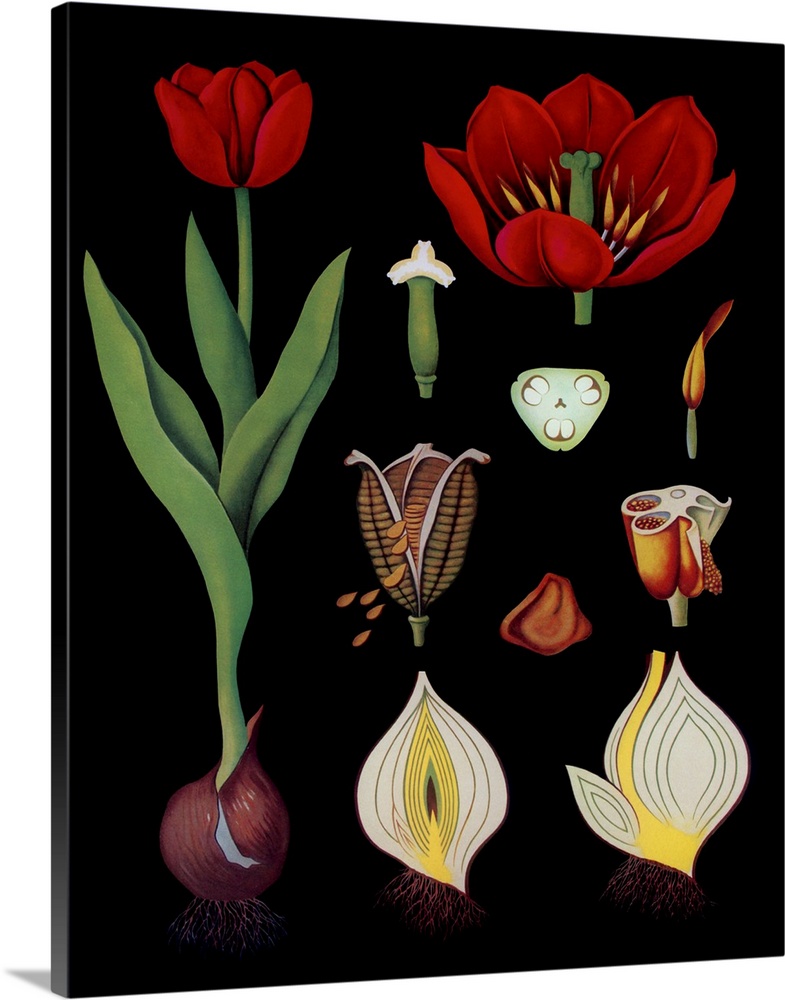Garden Tulip - Botanical Illustration