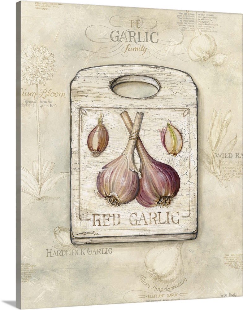 Background parchment with The Garlic Family: allium bloom, german red, wild ramps, hardneck garlic, allum ampelopraewn-ele...