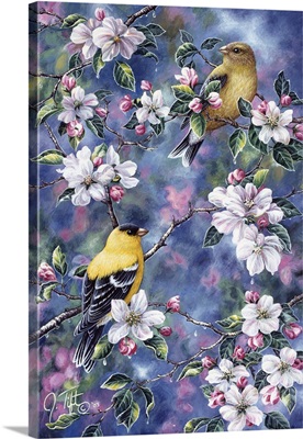 Gold Finch And Blossoms