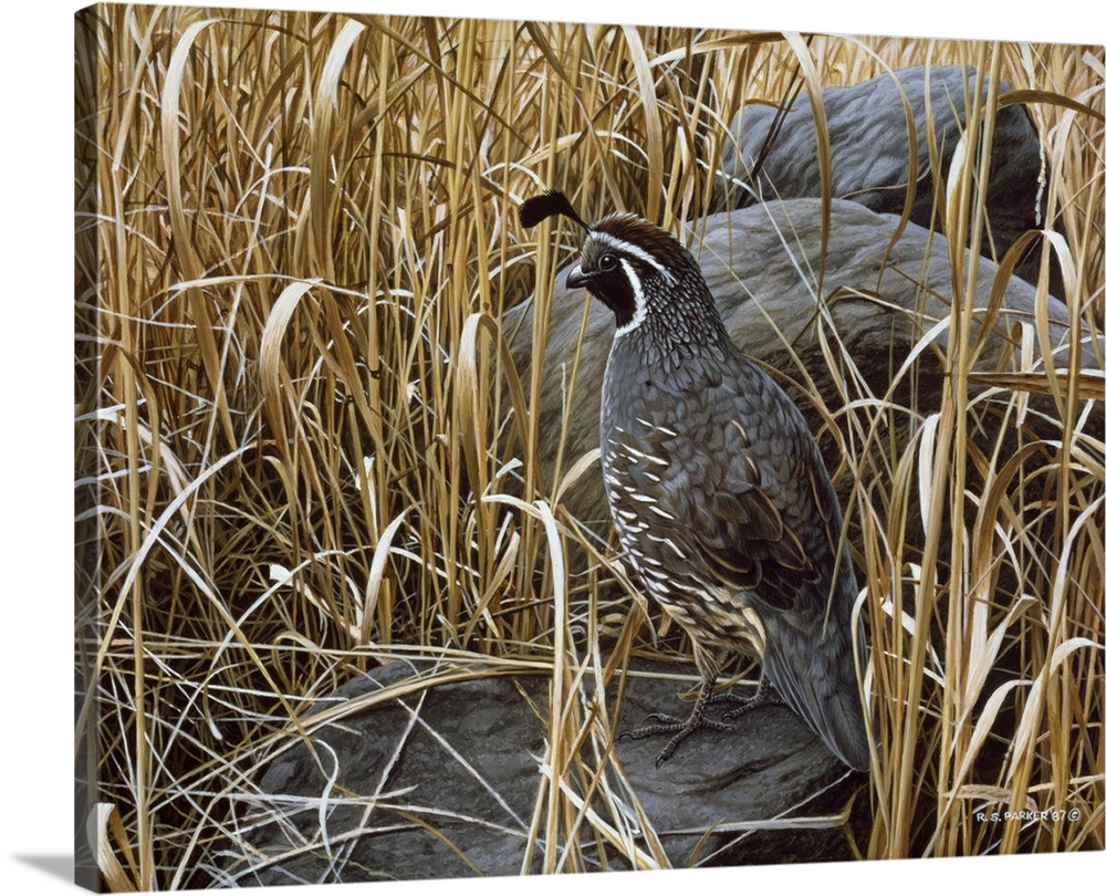 A quail rests next to a large rock in the high grasses.