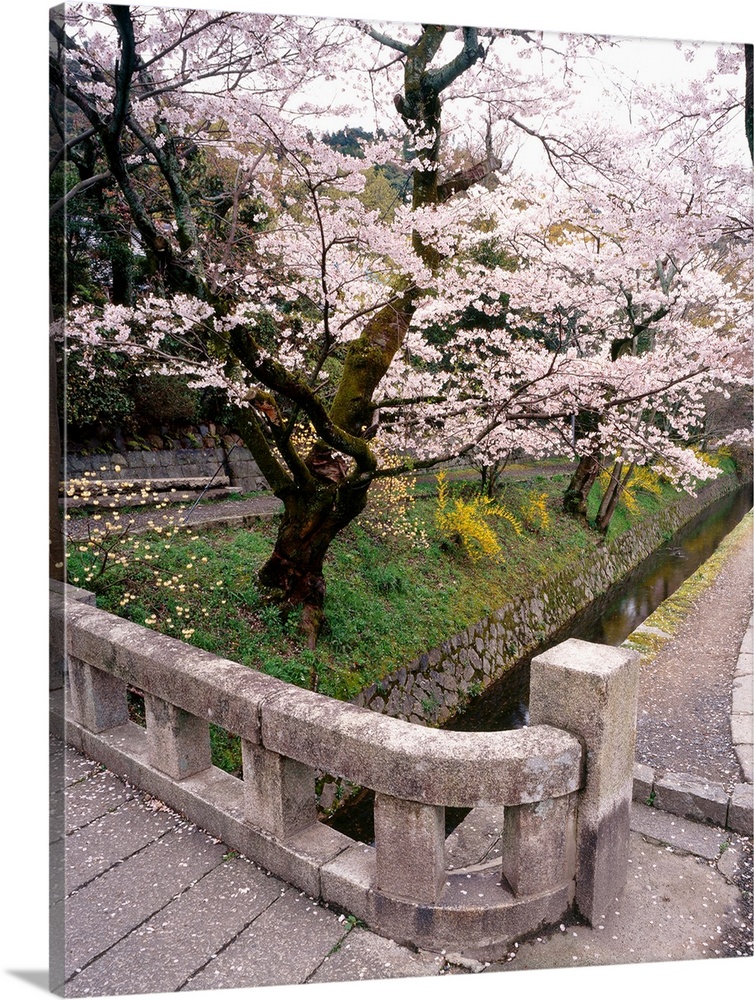 Photograph of a Japanese garden with cherry blossom trees in bloom.