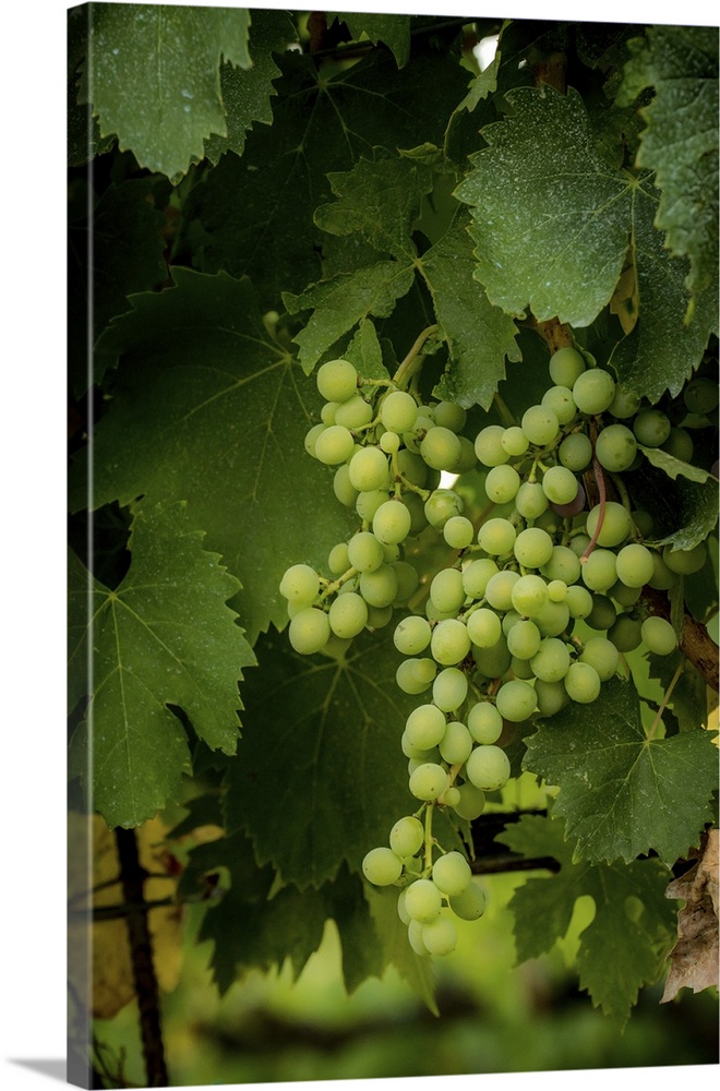 A photograph of a patch of vineyard grapes.