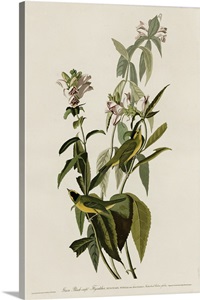 Green Black-Capped Flycatcher image thumbnail