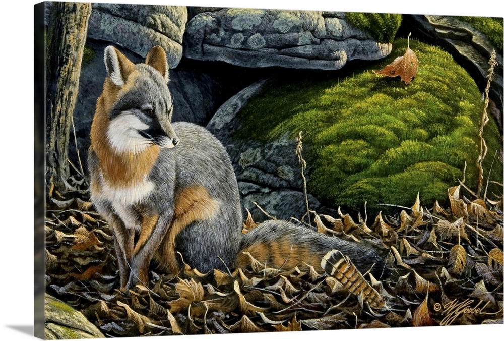 Grey fox in fall leave next to rocks.