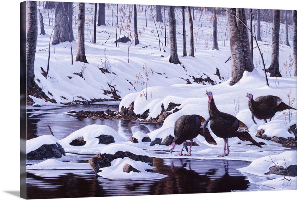 Wild turkeys drinking at a forest stream after a heavy snowfall.