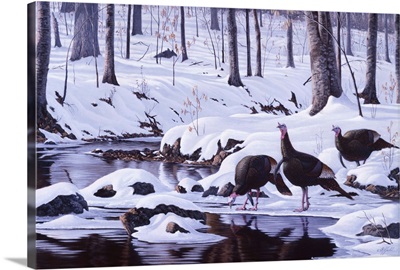 Hardwood Creek - Wild Turkeys