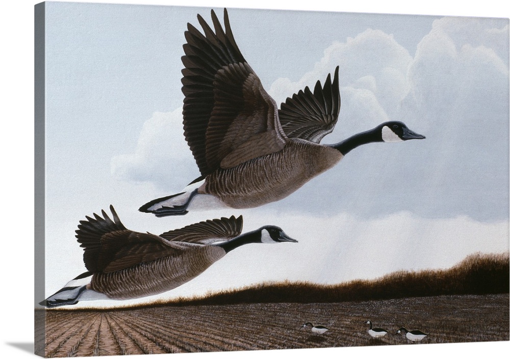 Two canada geese taking off from a field.