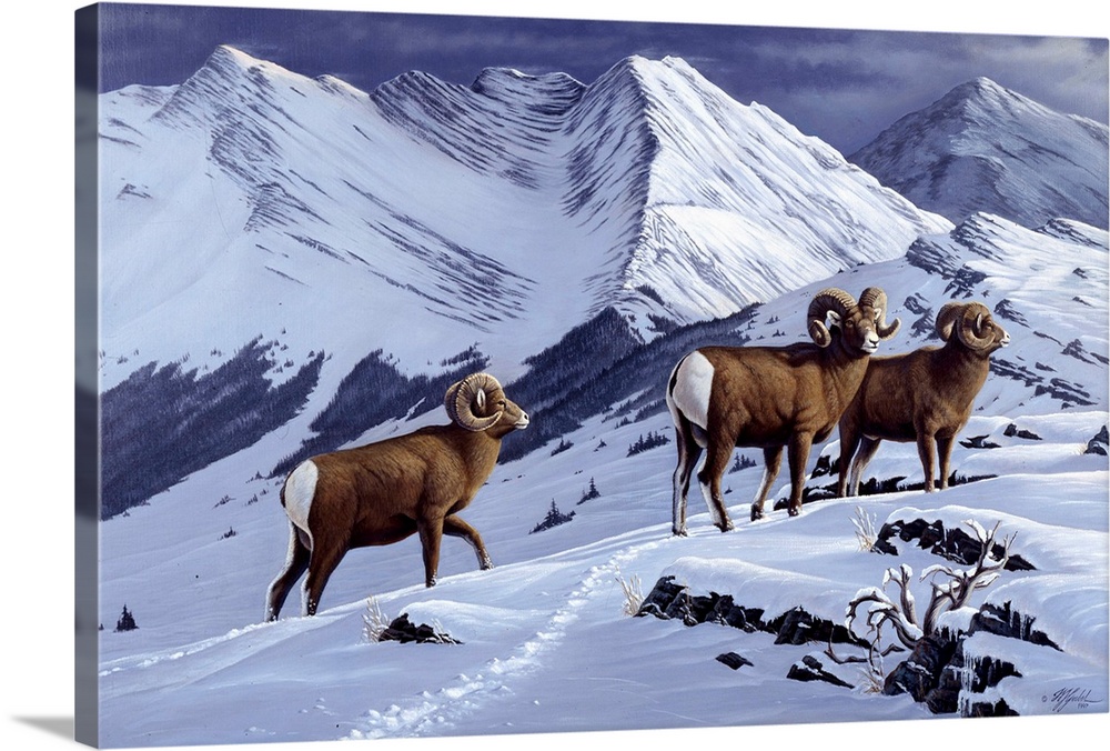 Three wild rams in a snowy mountain landscape.
