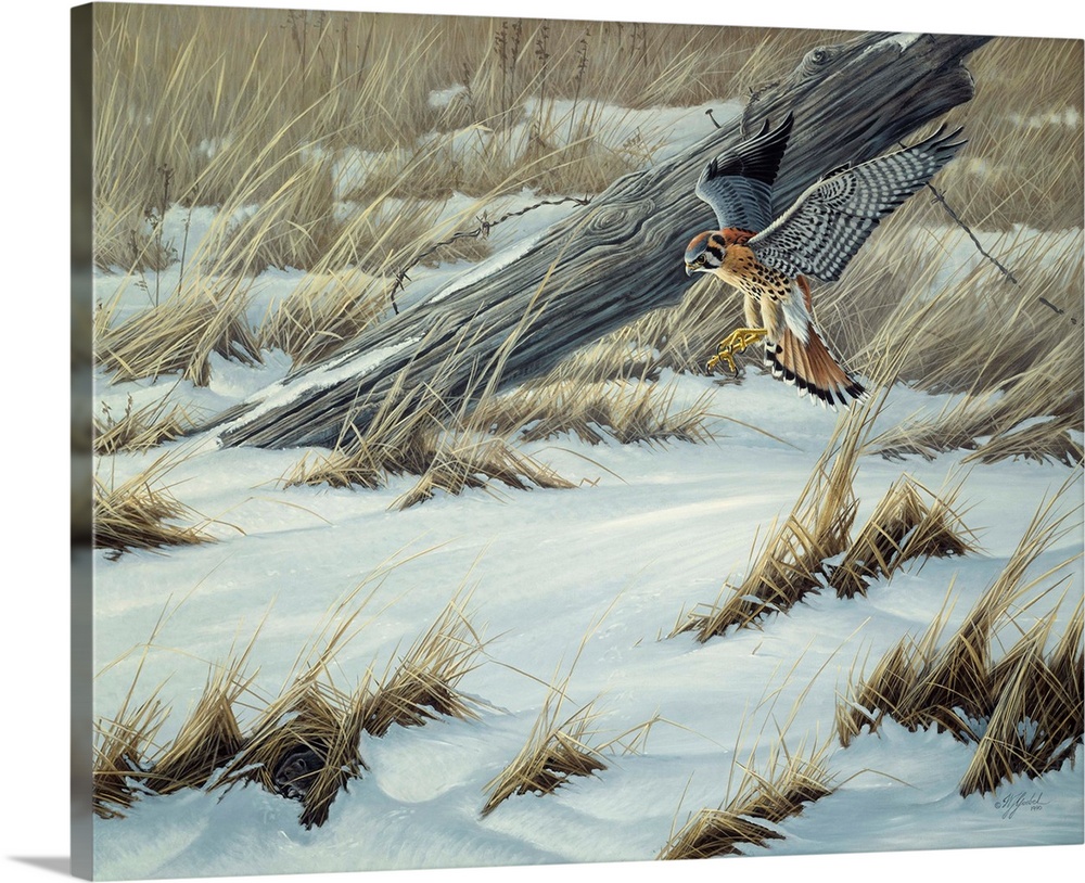Kestrel swooping down to the snowy ground.