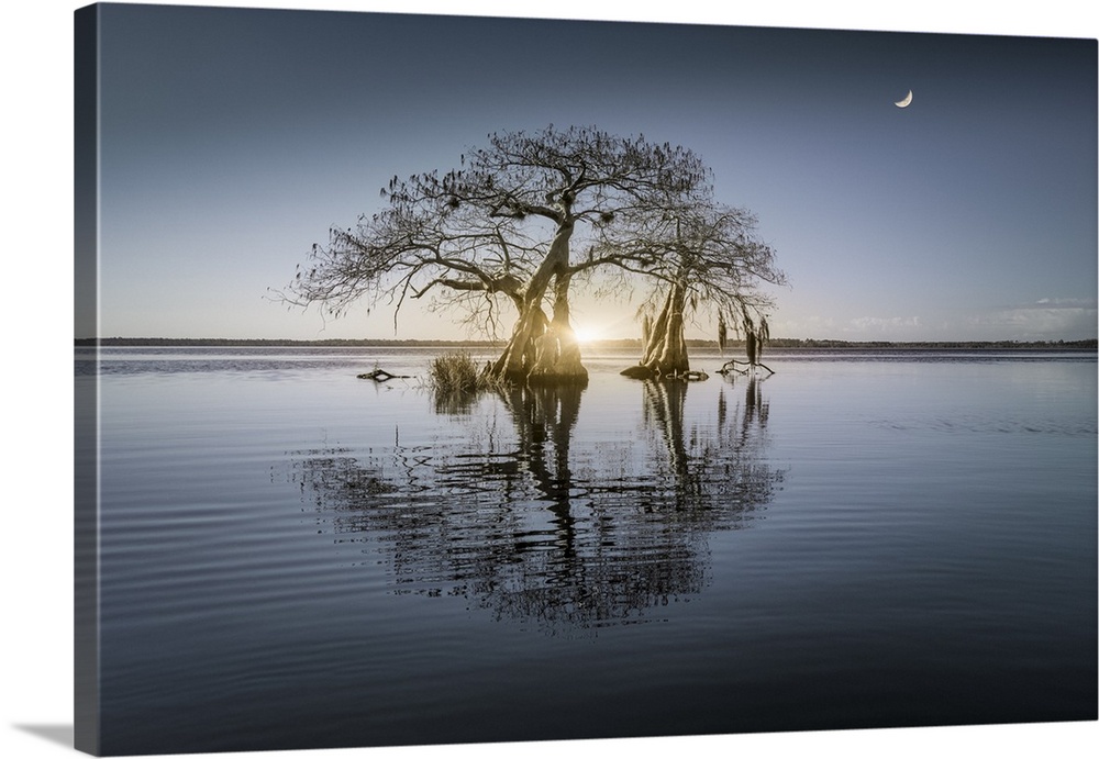 An artistic photograph of bare trees standing in shallow water casting perfect reflections under a sunset sky.