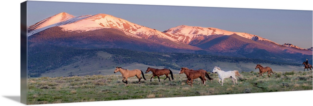Photograph of wild horses galloping in a field with snow capped mountains in the background at sunset.