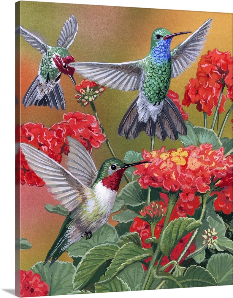 Hummingbirds And Flowers