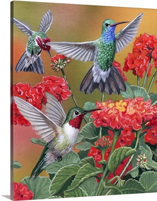 Hummingbirds And Flowers