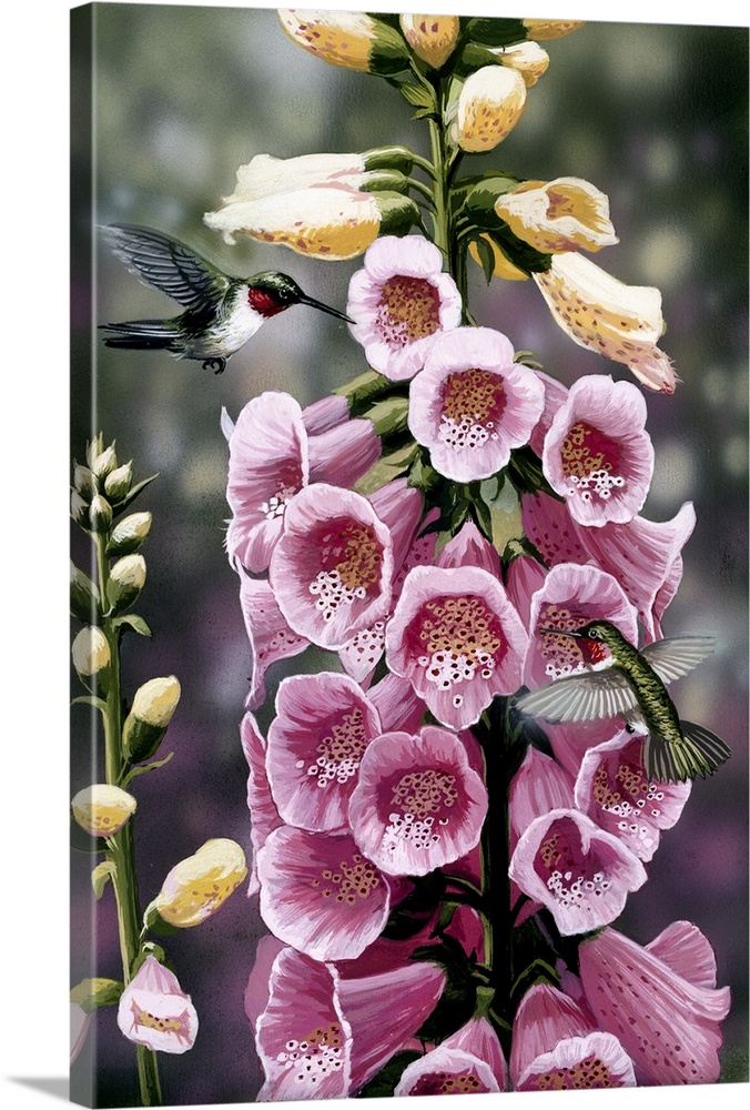 Hummingbirds - Foxgloves