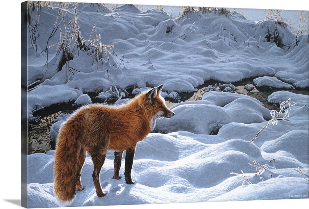 A red fox standing next to a stream in the snow.