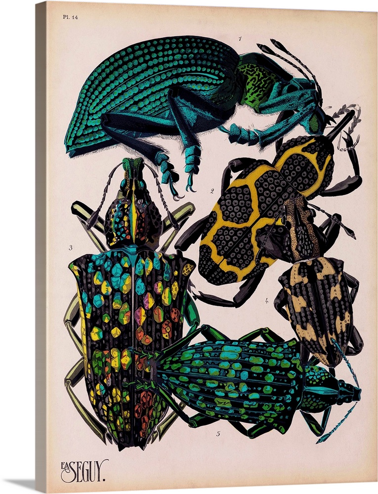Insects, Plate 6 by E.A. Seguy